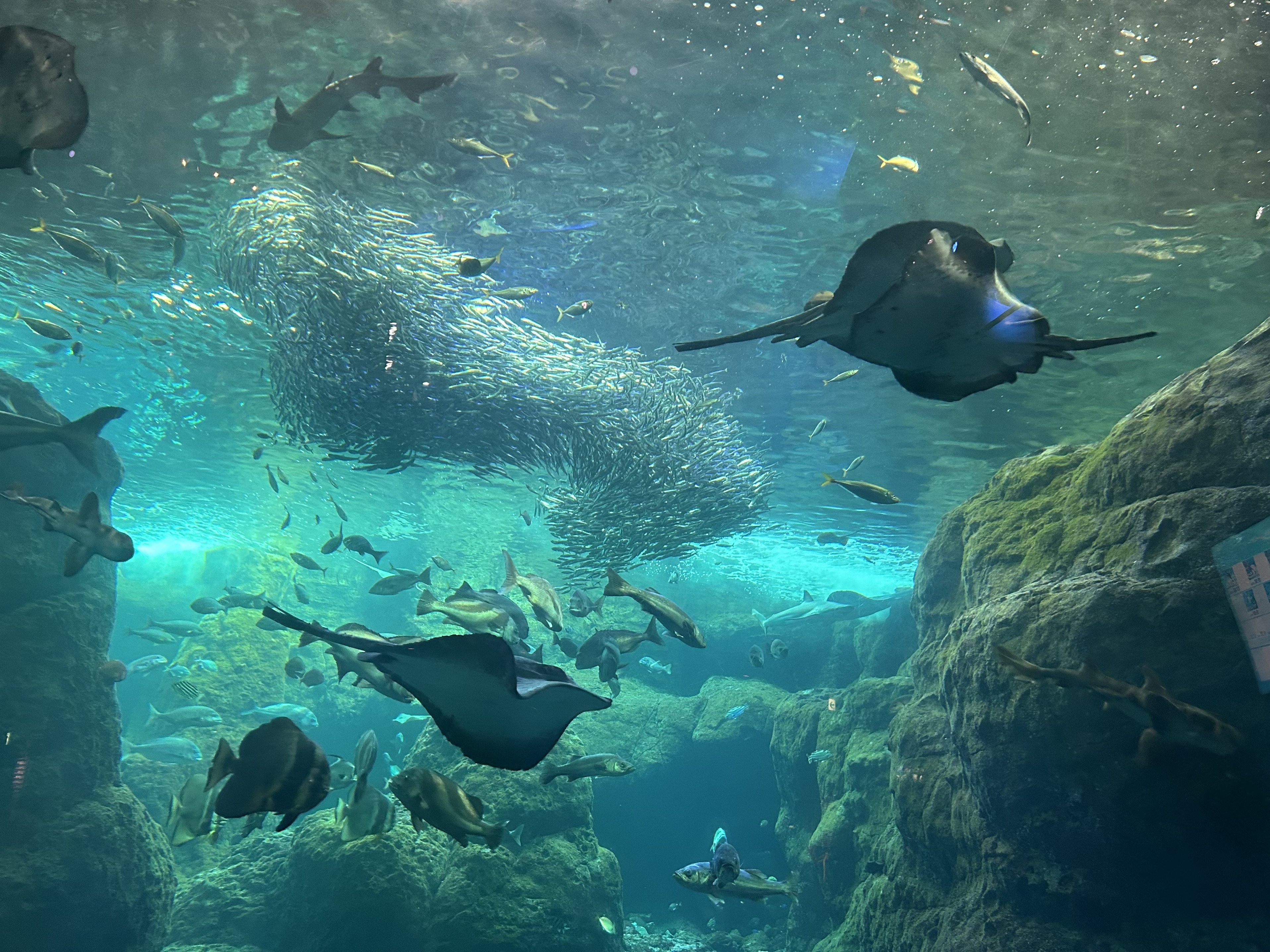 江の島🐬🏝のメイン画像
