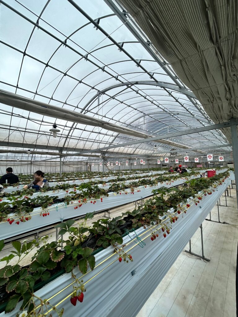 いちご狩りとネイル🍓のメイン画像